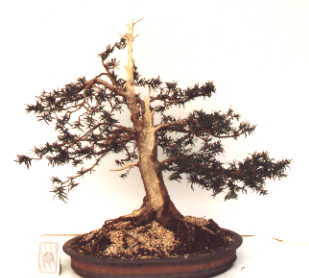 Photograph of the restyled yew in an oval pot, with carved deadwood and exposed roots