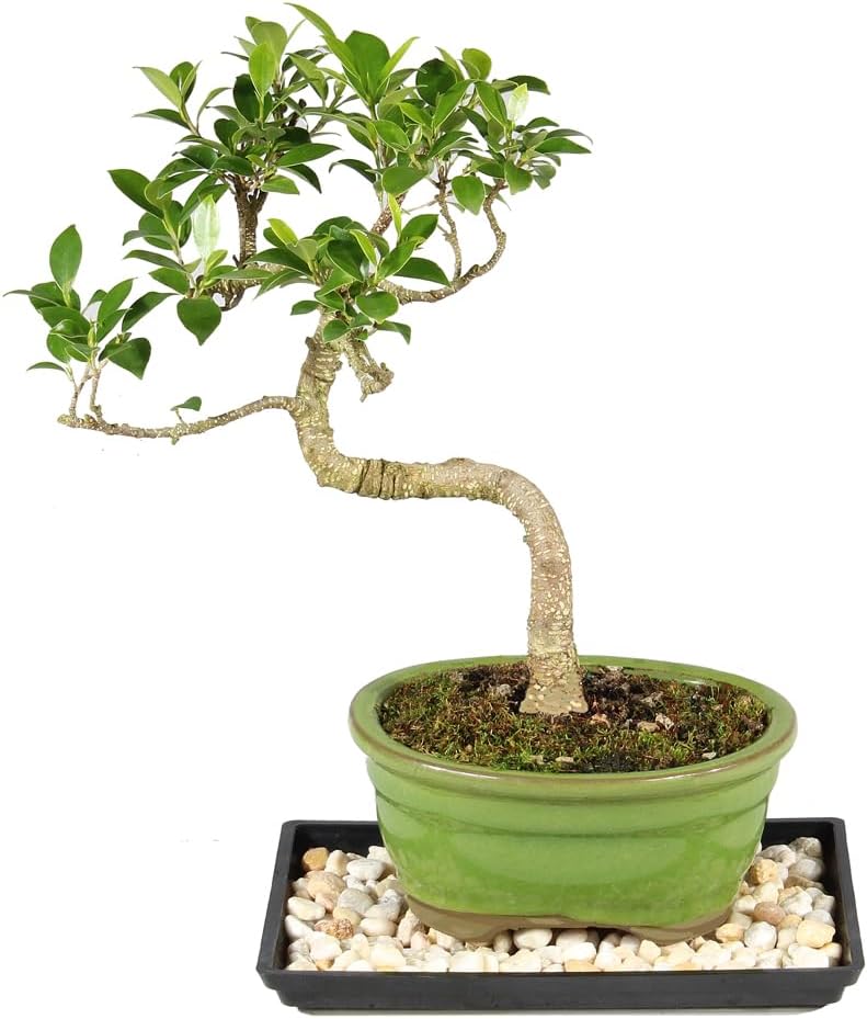 Brussel's Bonsai small ficus in a green pot on a humidity tray