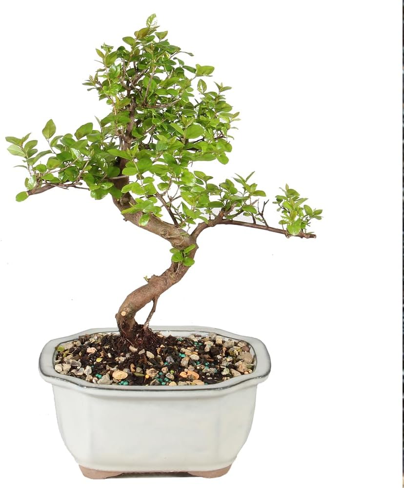 Brussel's Bonsai live Chinese Sweet Plum in a white pot