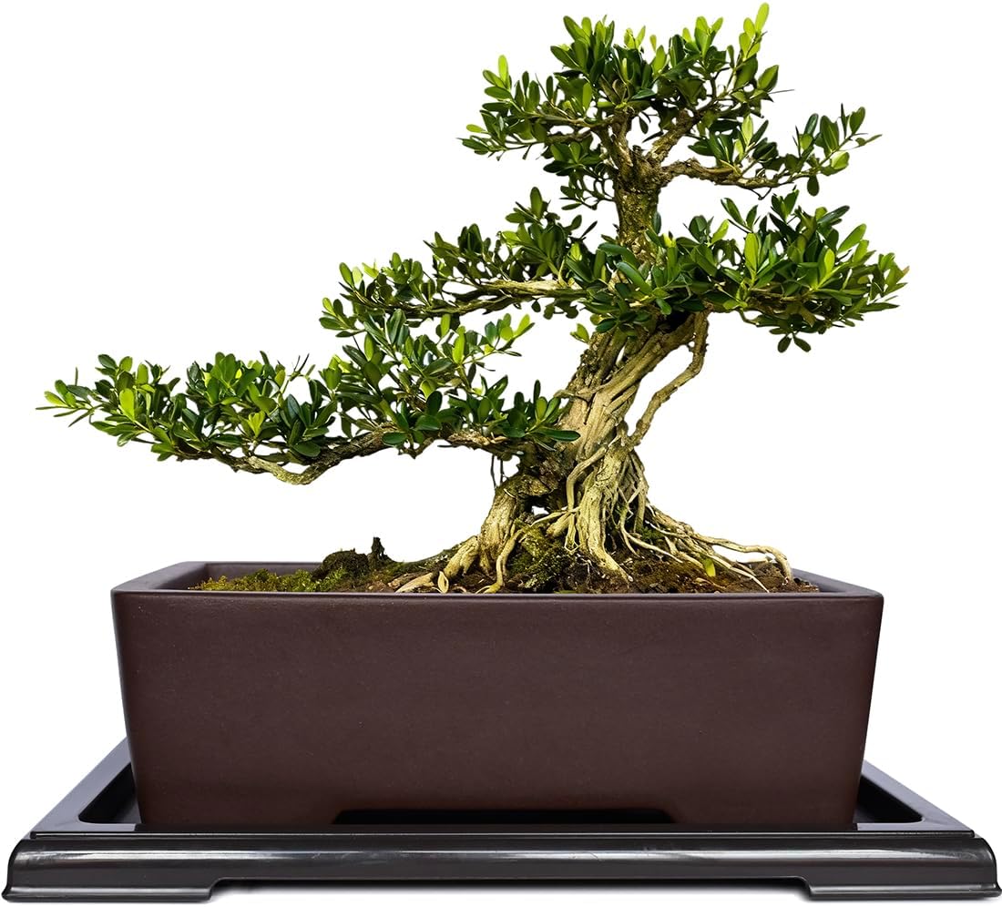 MUZHI unglazed rectangular bonsai pot with a humidity tray