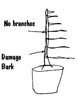 Sketch 1 from the raft larch case study