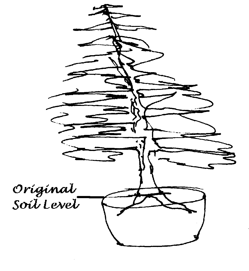 Sketch 11 from the yew case study