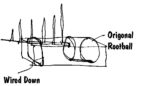 Sketch 2 from the raft larch case study