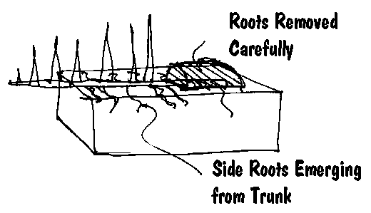 Sketch 4 from the raft larch case study