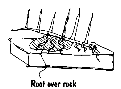 Sketch 5 from the raft larch case study