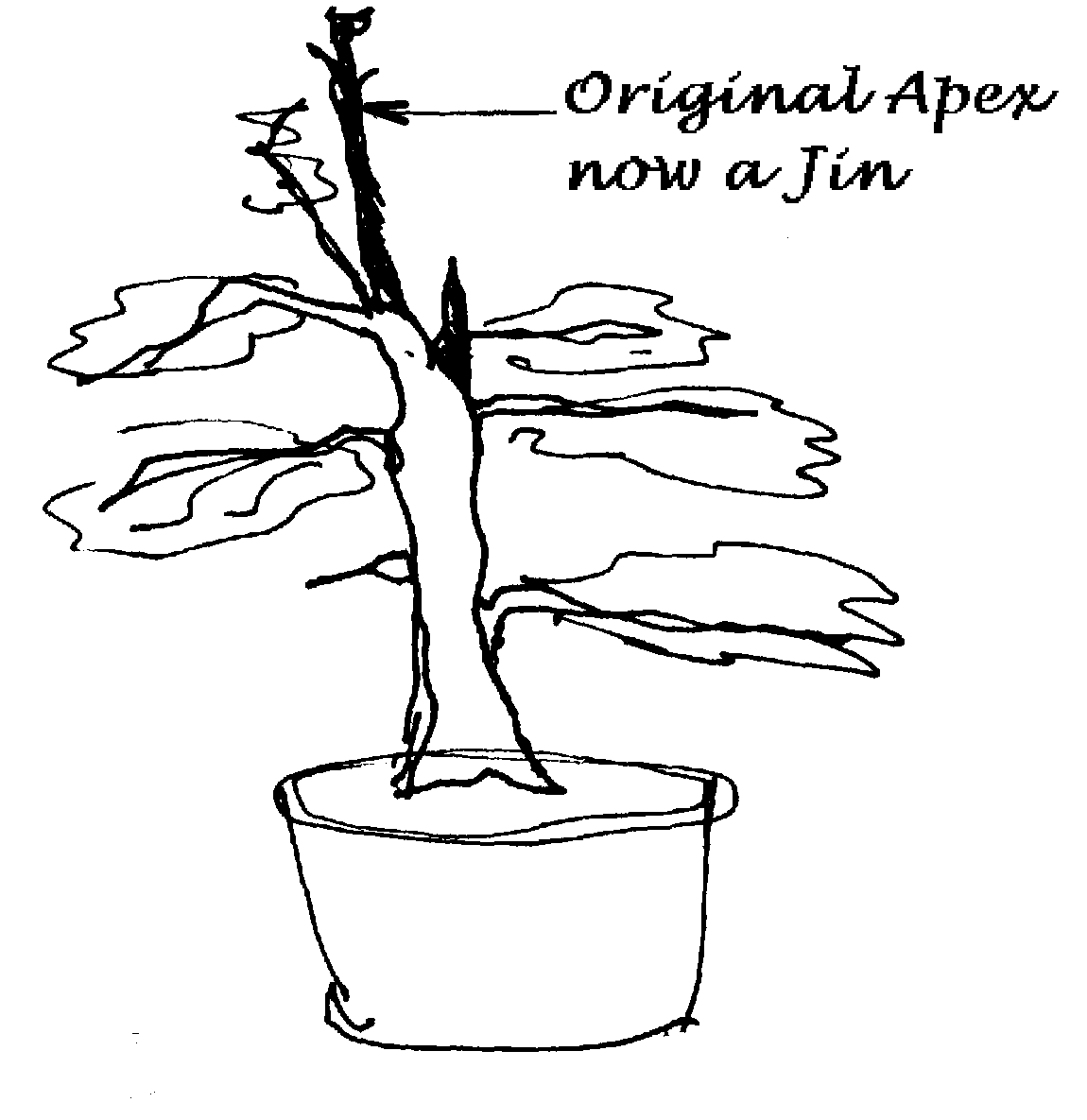 Sketch 12 from the yew case study
