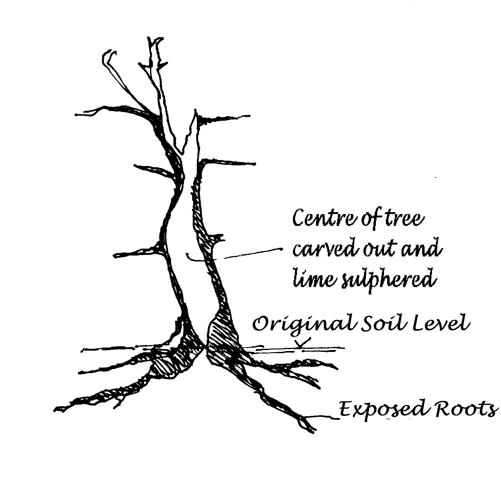 Sketch 13 from the yew case study